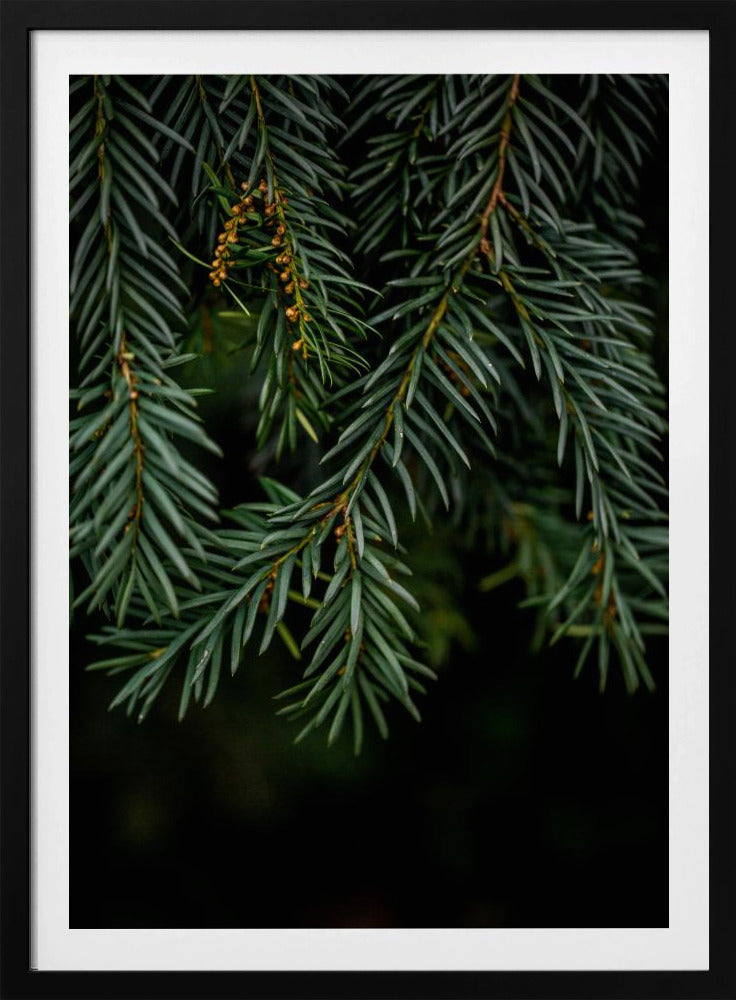 Winter Branches 7 | Poster