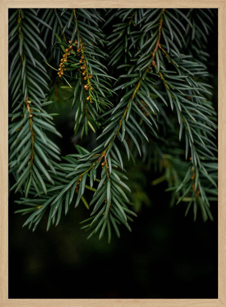 Winter Branches 7 | Poster