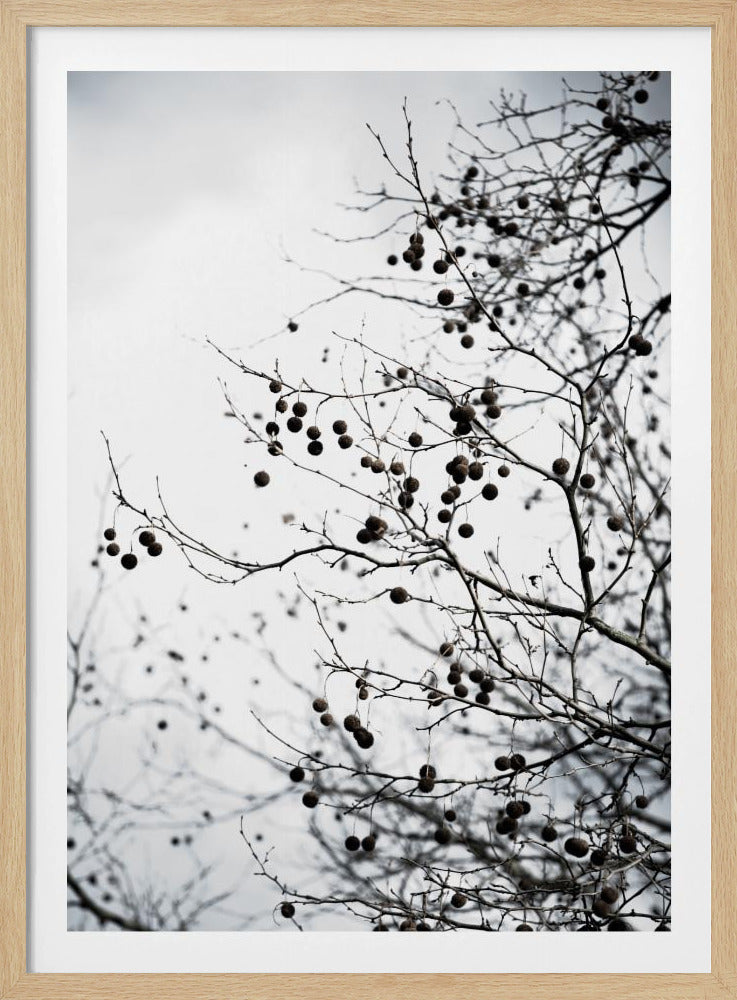 Winter Silhouettes 6 | Poster