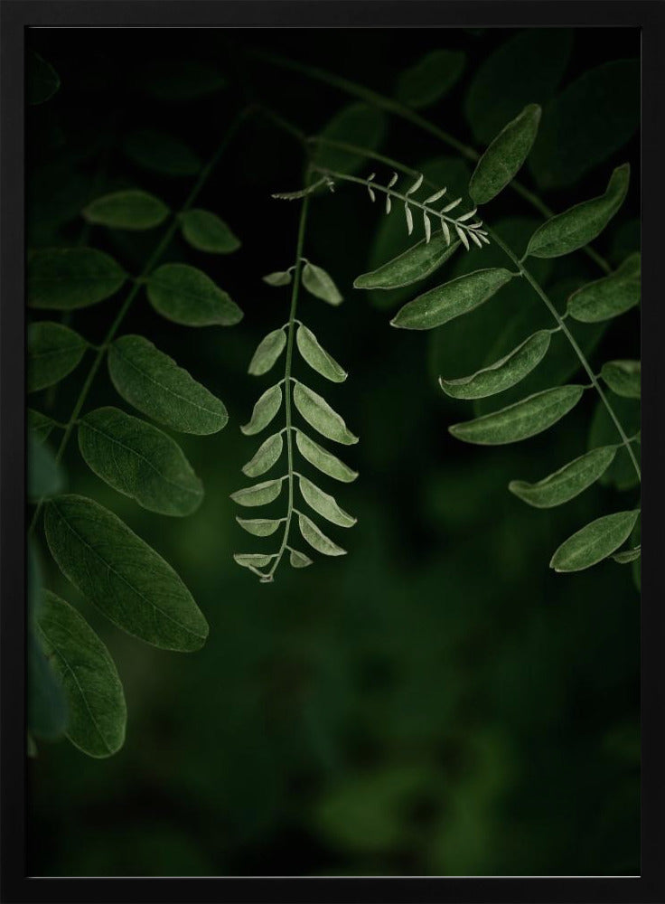 Dark Leaves 17 | Poster