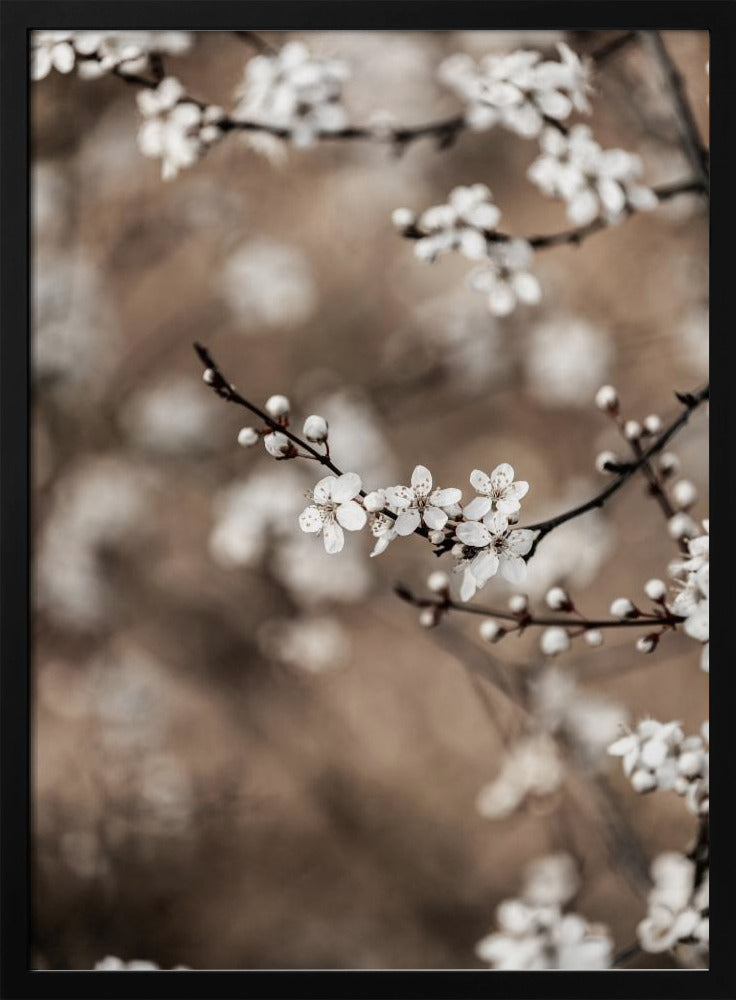 Last Spring 1 | Poster