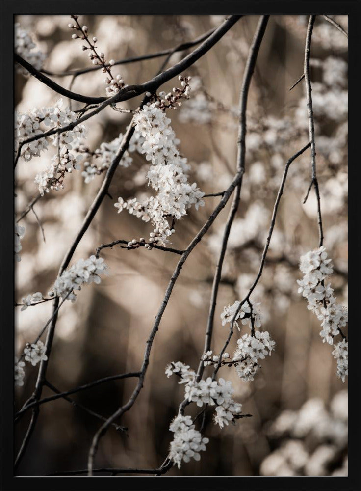 Spring Branches 1 | Poster