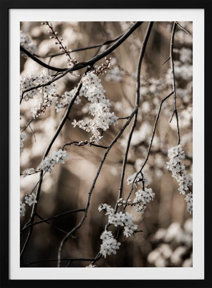 Spring Branches 1 | Poster
