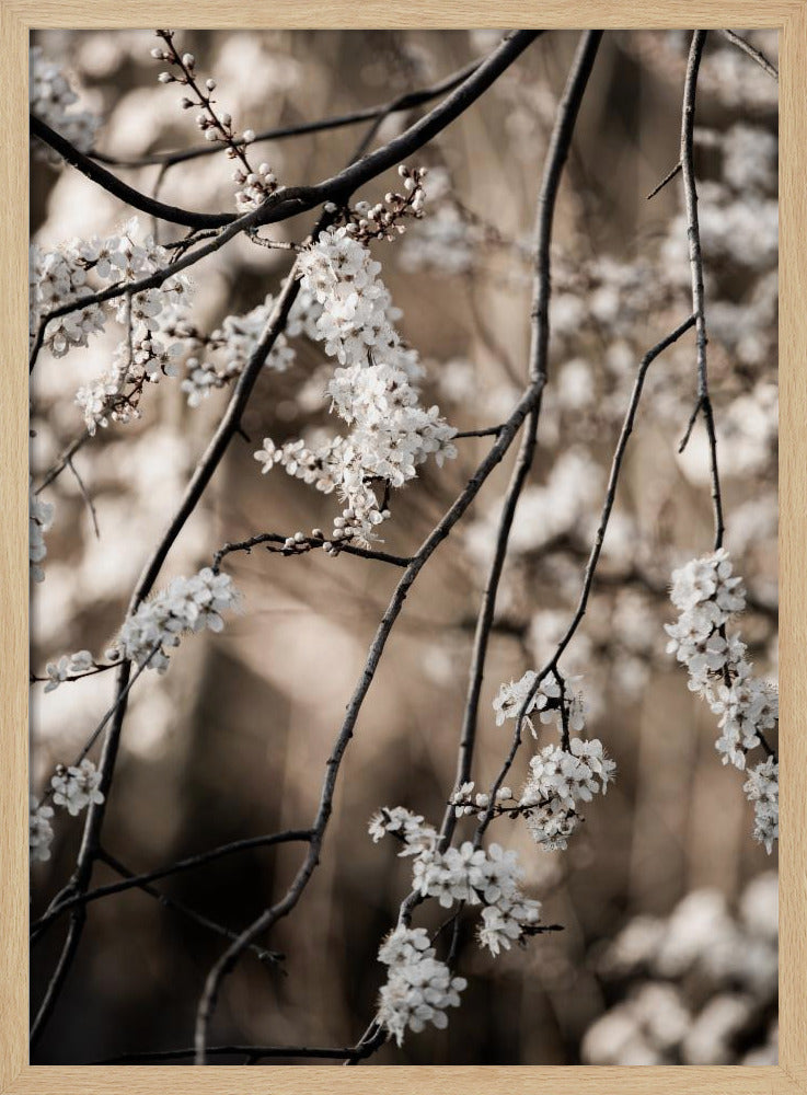 Spring Branches 1 | Poster