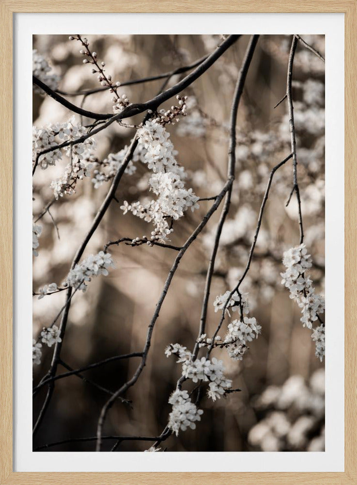 Spring Branches 1 | Poster