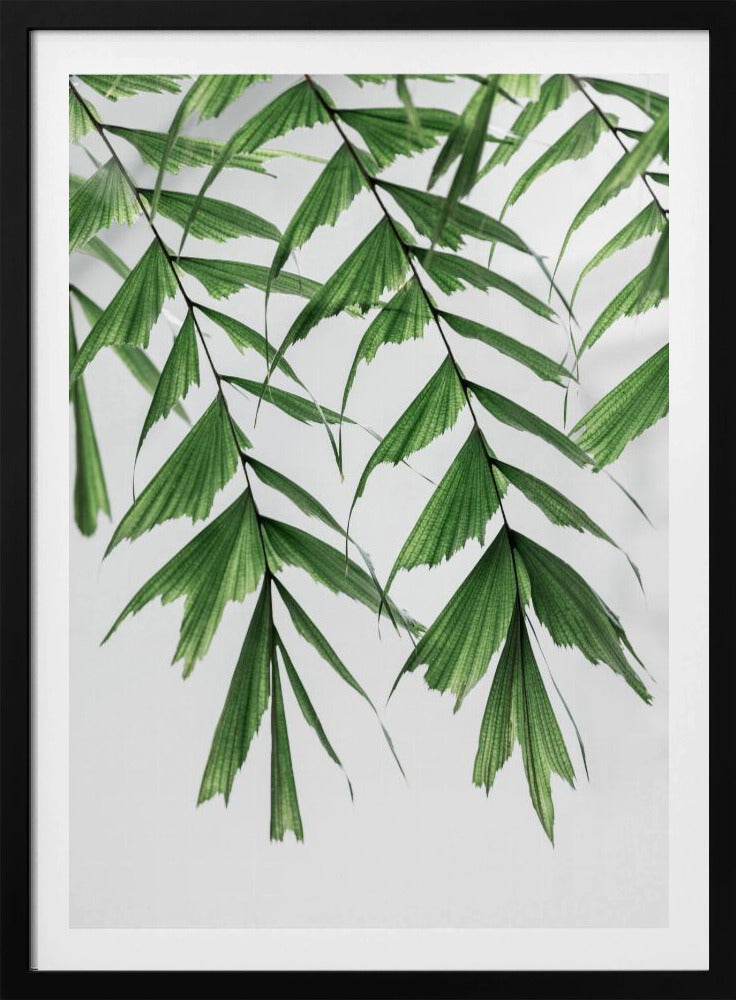 Summer Branches 3 | Poster