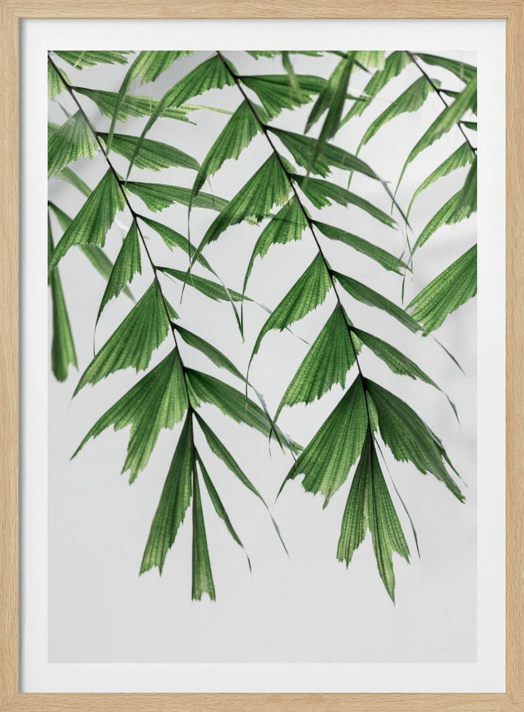 Summer Branches 3 | Poster