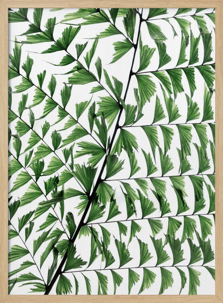 Summer Branches 4 | Poster