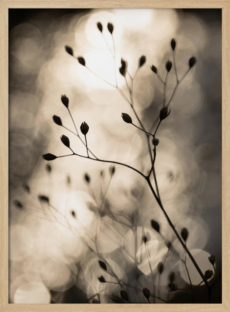 Sun Silhouettes 1 | Poster