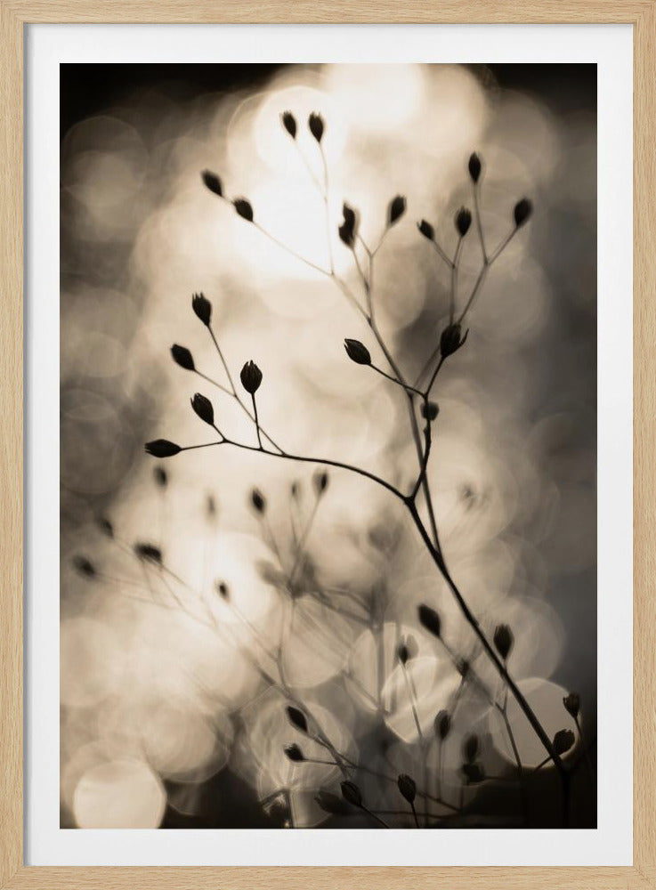 Sun Silhouettes 1 | Poster