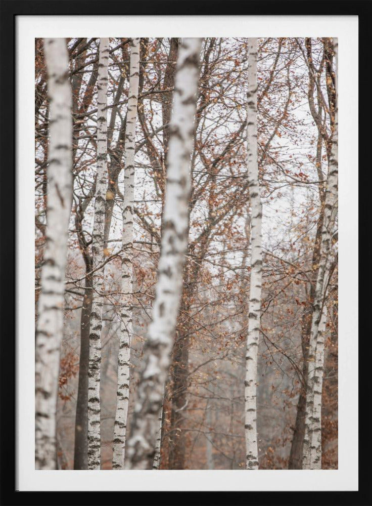 Birch Trees 6 | Poster