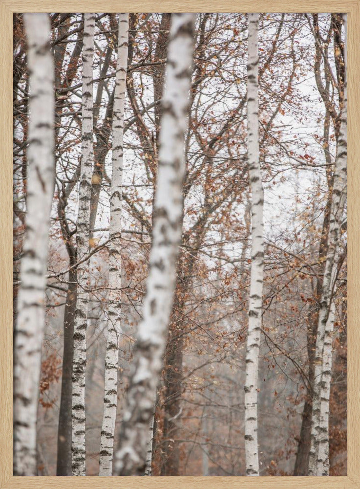 Birch Trees 6 | Poster