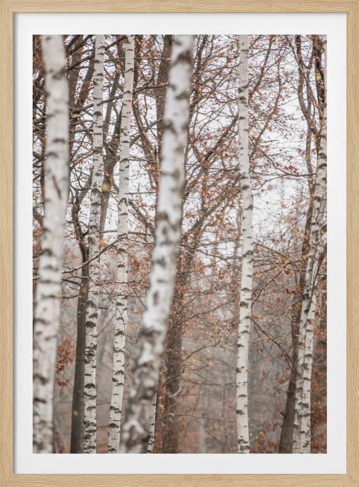 Birch Trees 6 | Poster