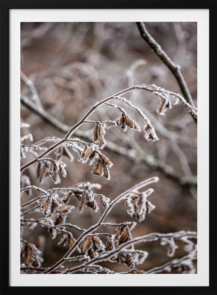 Winter Branches 18 | Poster