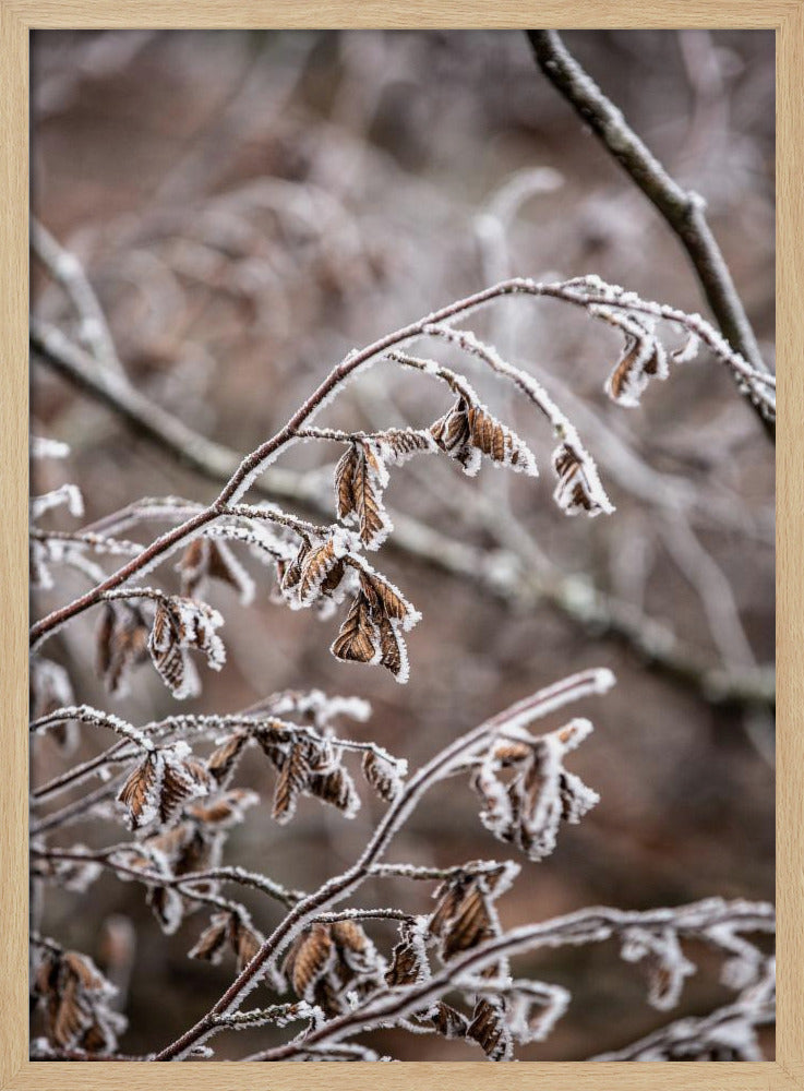 Winter Branches 18 | Poster