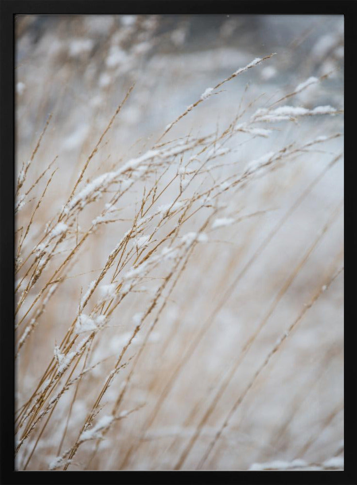 Winter Grass | Poster