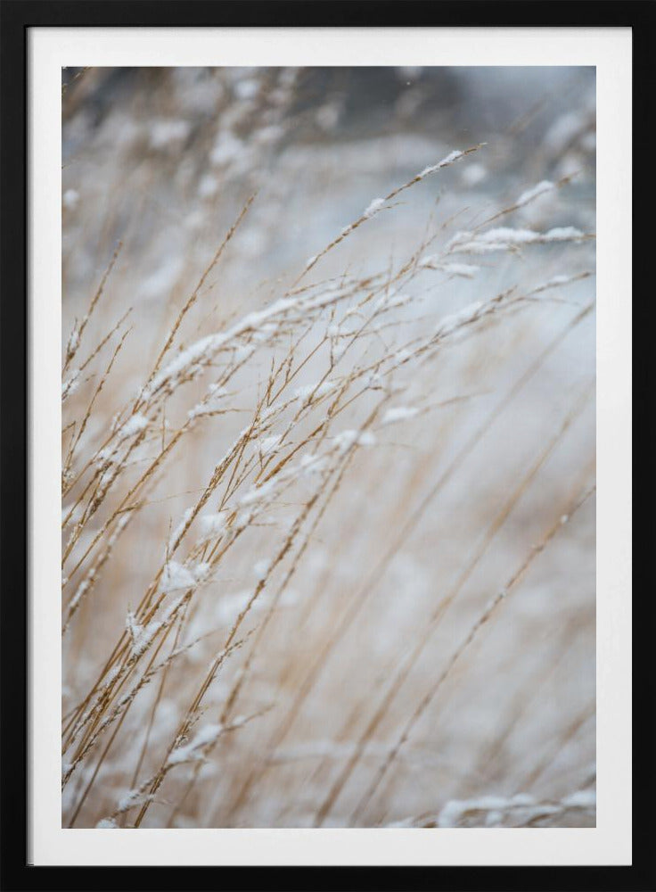 Winter Grass | Poster