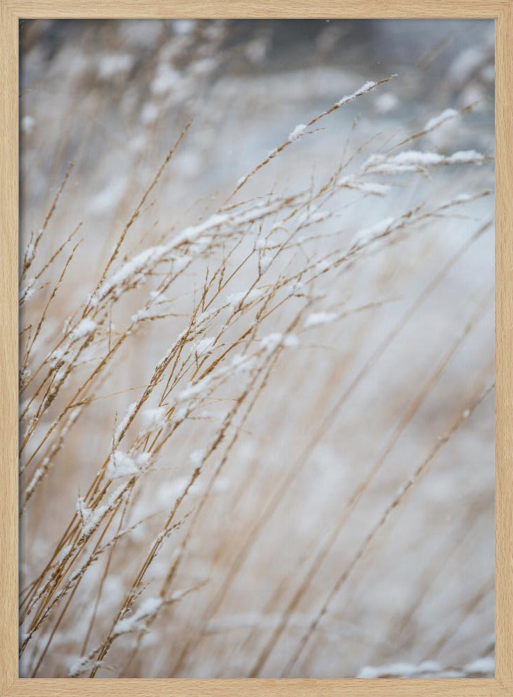 Winter Grass | Poster