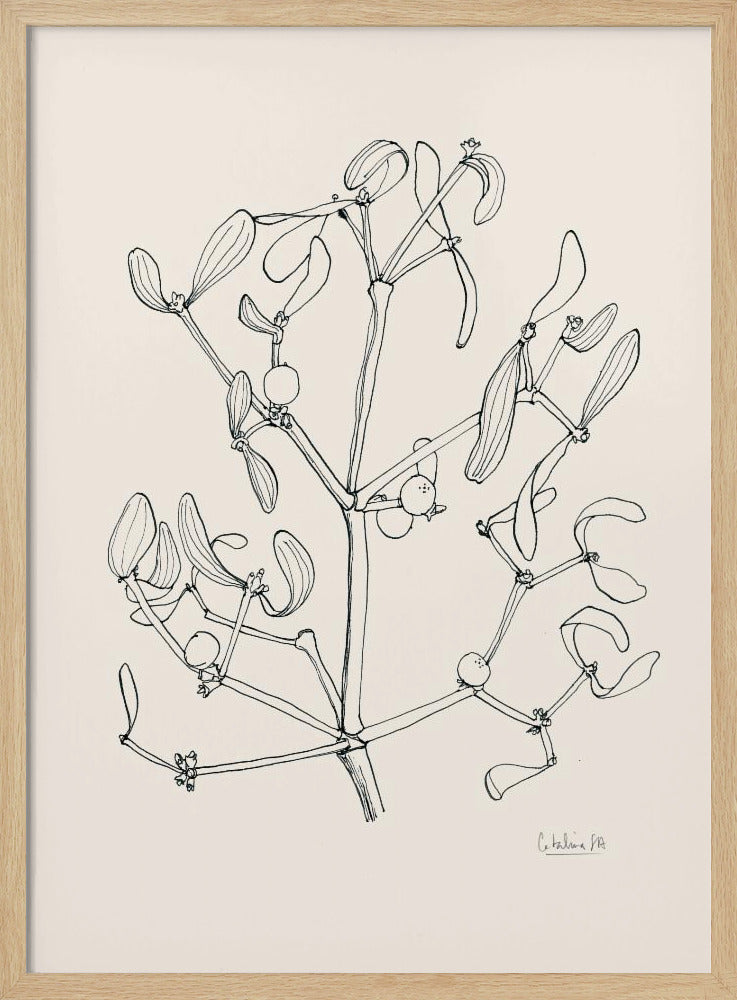Misteltoe ink drawing | Poster