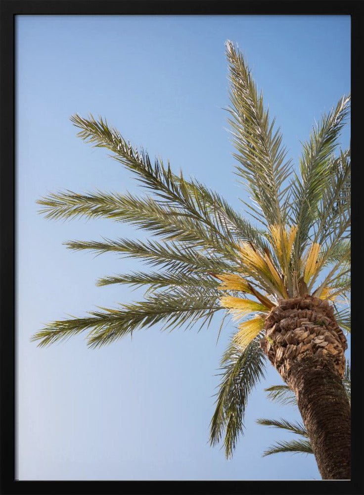 Vejer de La Frontera Palm Tree | Poster
