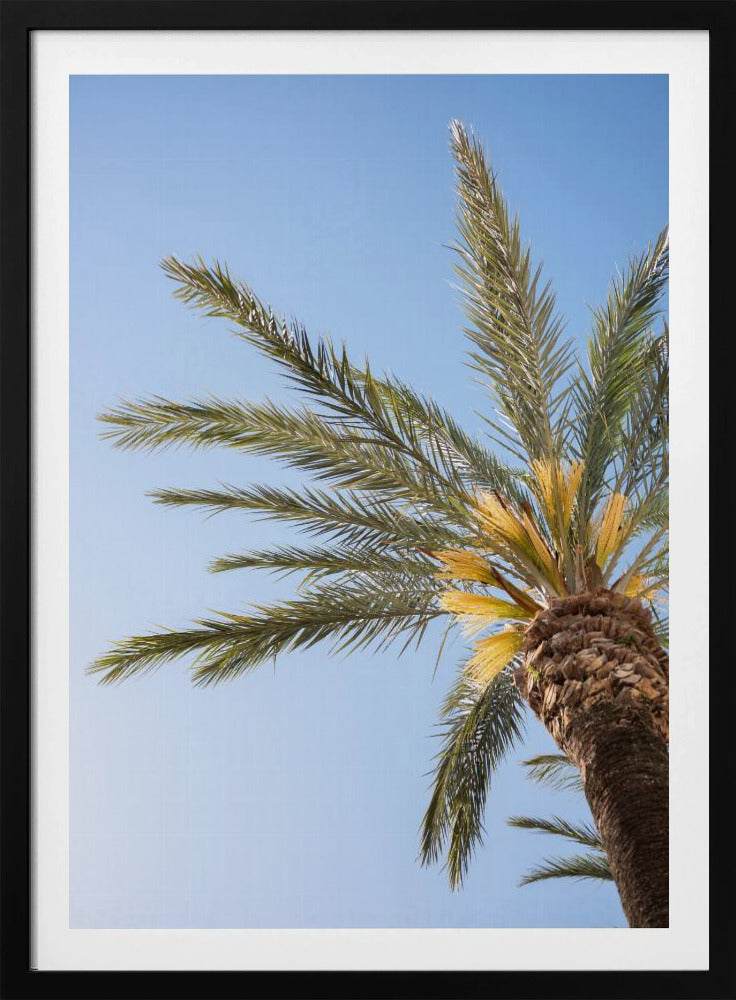 Vejer de La Frontera Palm Tree | Poster