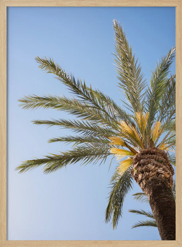 Vejer de La Frontera Palm Tree | Poster