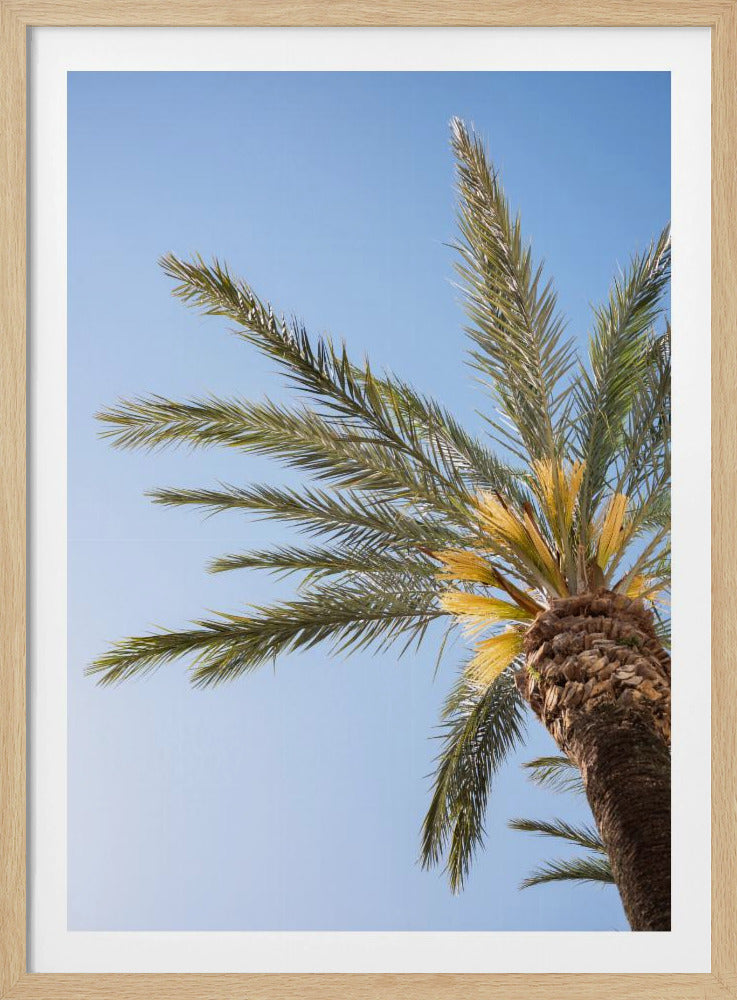 Vejer de La Frontera Palm Tree | Poster