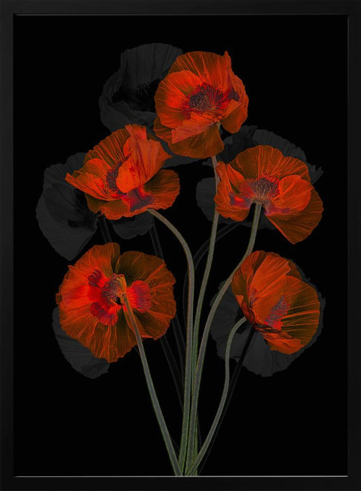 Glaceful Red Poppy | Poster