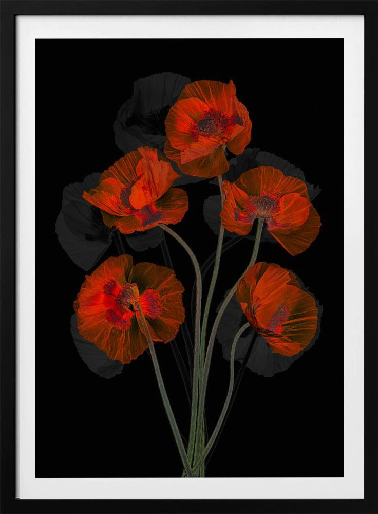 Glaceful Red Poppy | Poster
