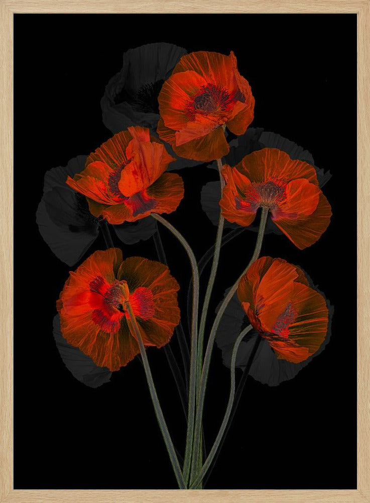 Glaceful Red Poppy | Poster