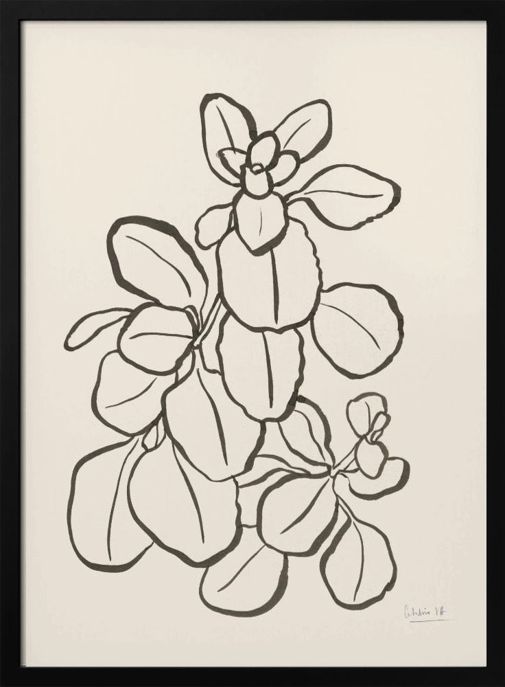 Kalanchoe Plant | Poster