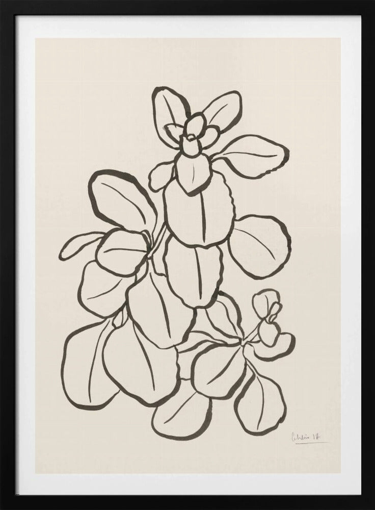 Kalanchoe Plant | Poster