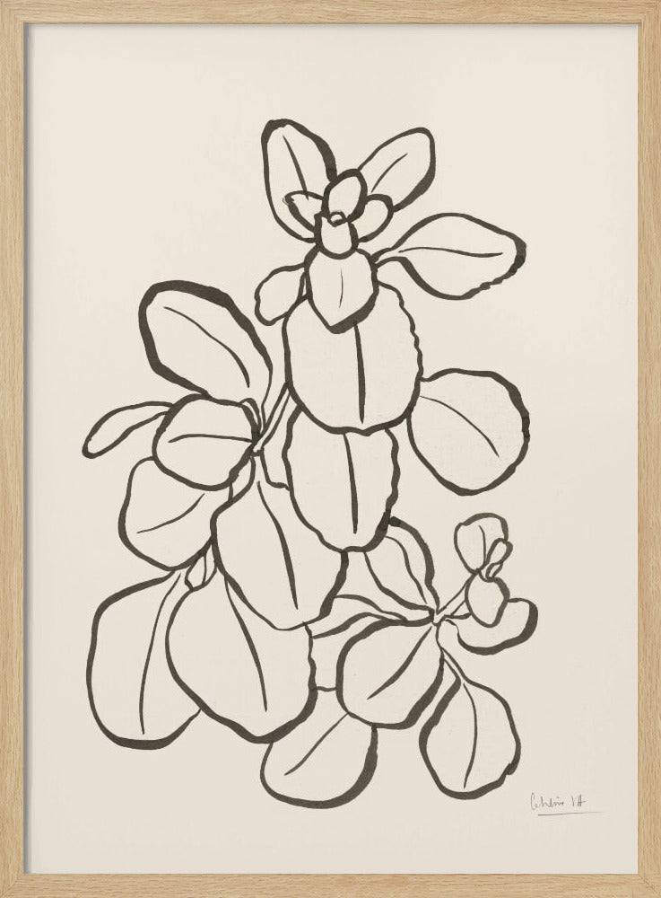 Kalanchoe Plant | Poster