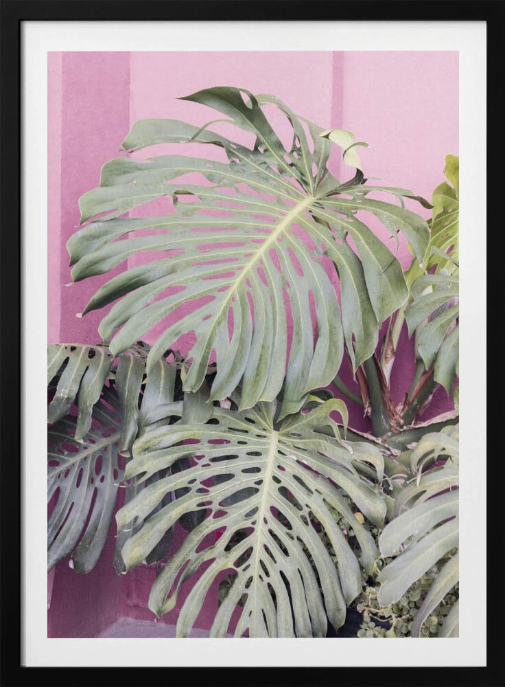 Monstera leaf La Muralla | Poster