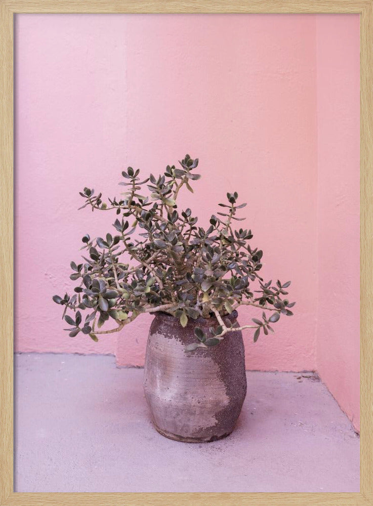 Spanish Rustic Succulent | Poster