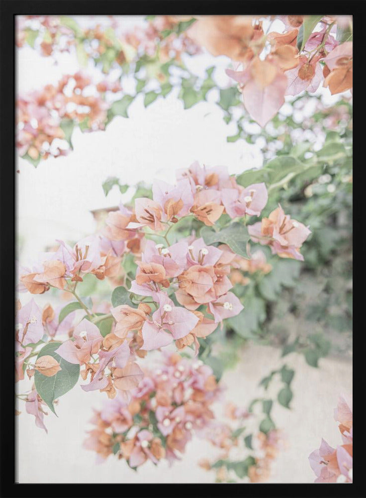 Peach Bougainvillea | Poster