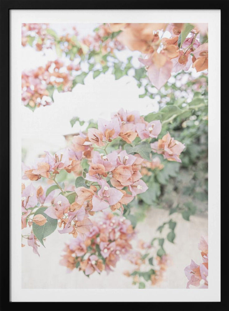 Peach Bougainvillea | Poster