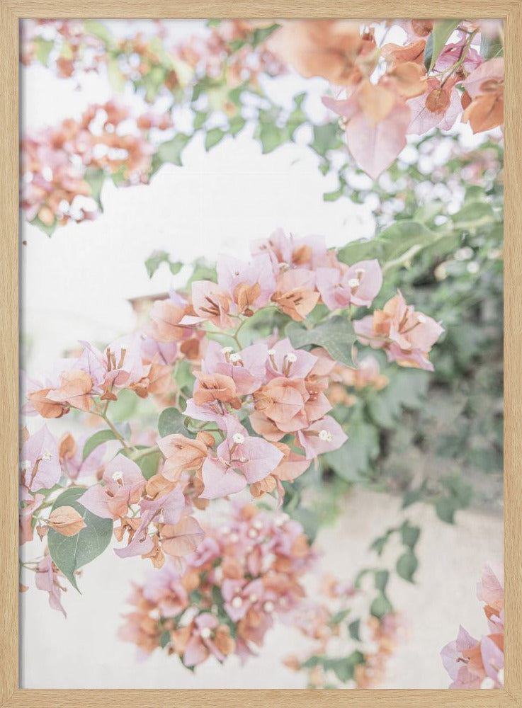 Peach Bougainvillea | Poster