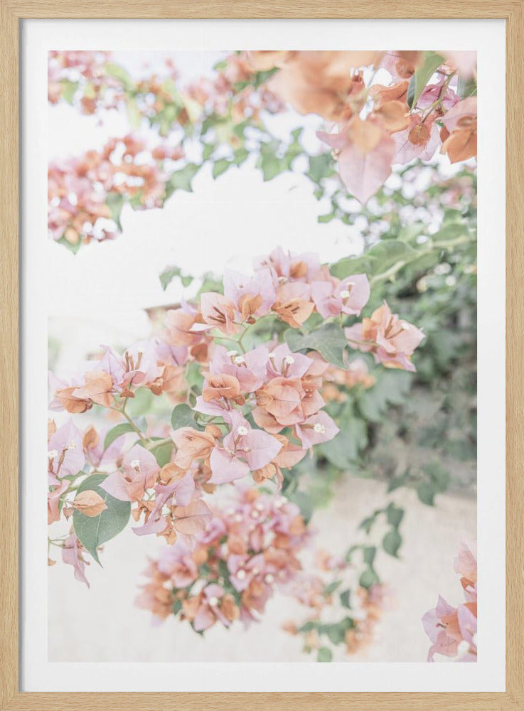 Peach Bougainvillea | Poster