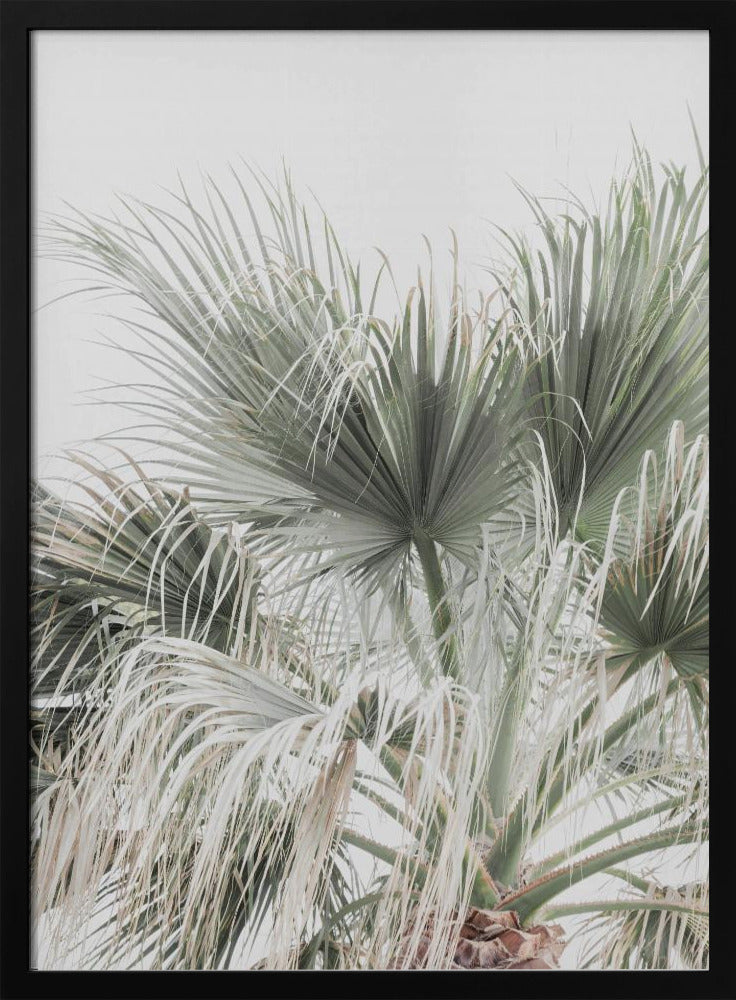 Palm Leaf | Poster