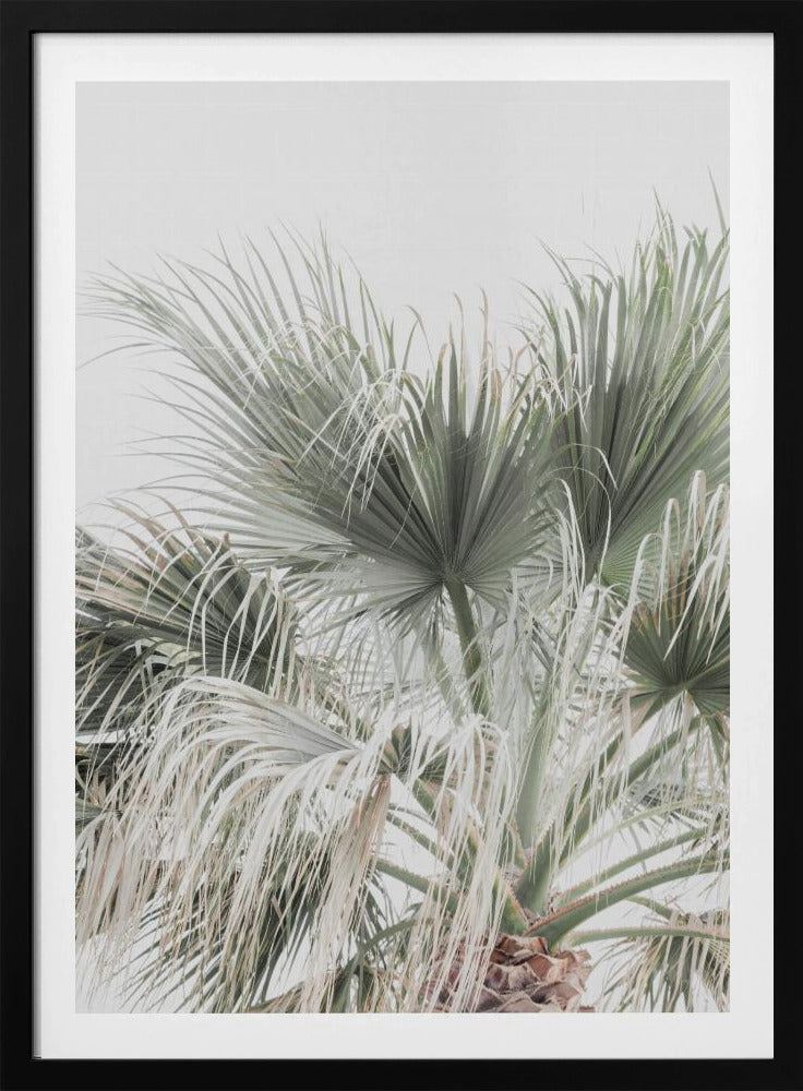 Palm Leaf | Poster