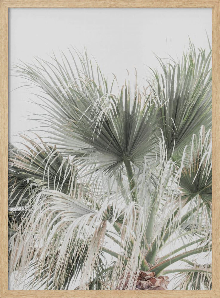 Palm Leaf | Poster