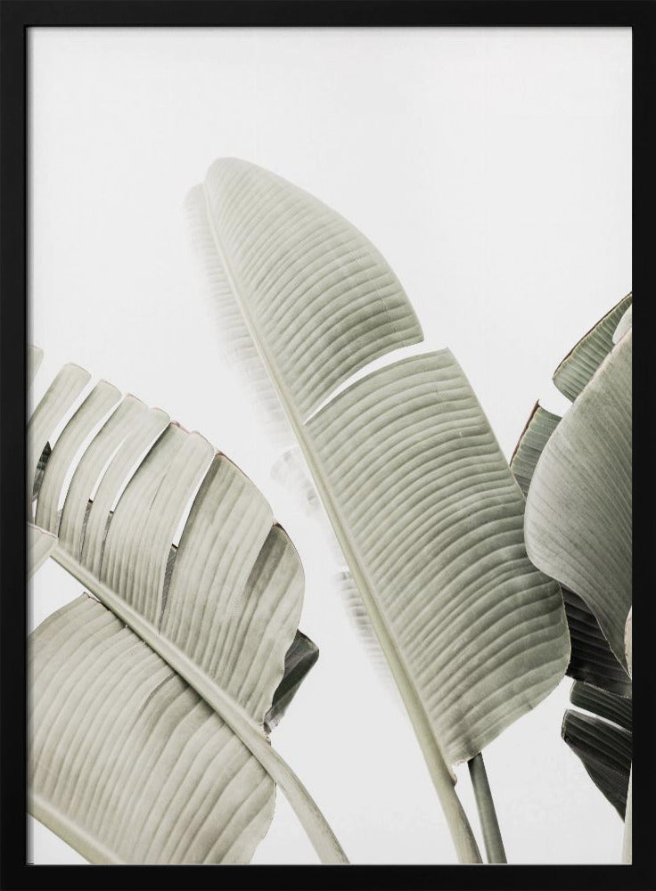 Banana leaf 1 | Poster