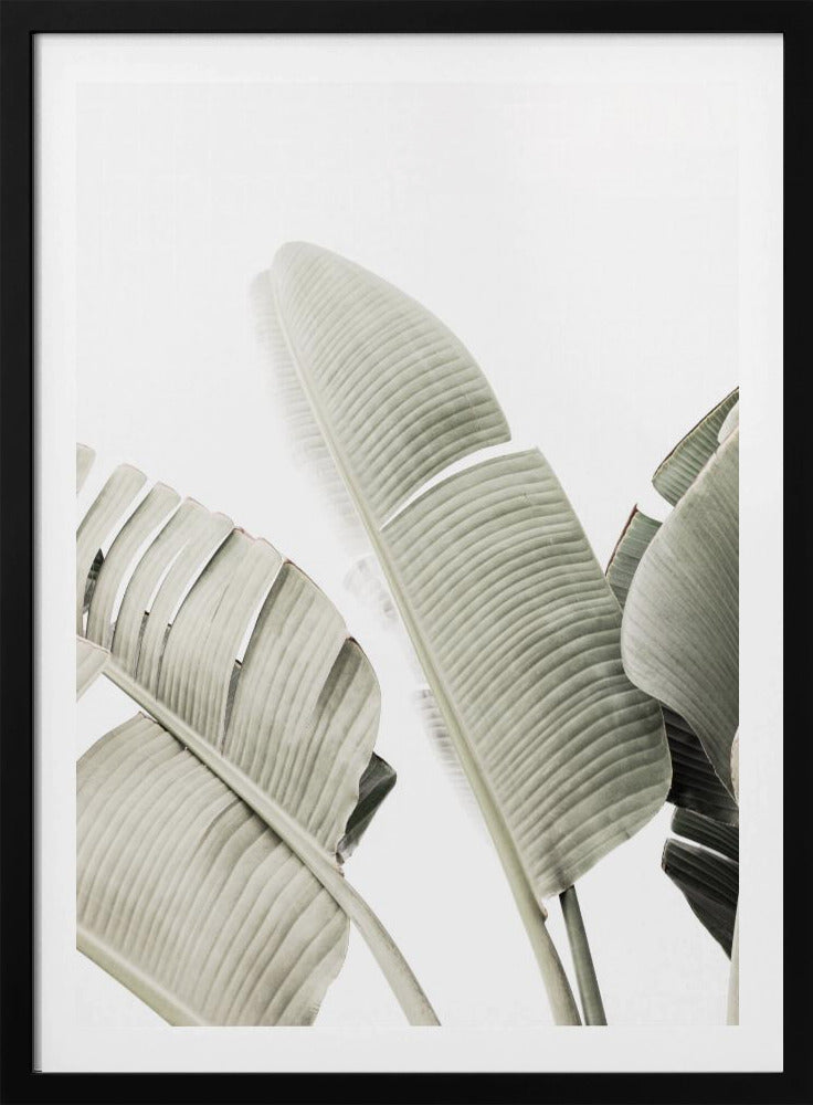 Banana leaf 1 | Poster