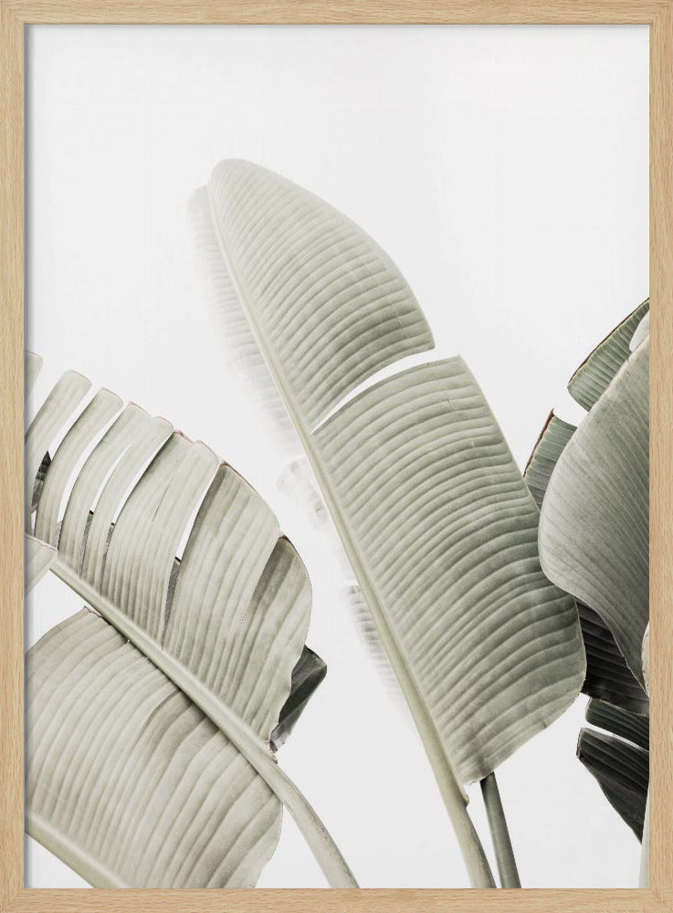 Banana leaf 1 | Poster