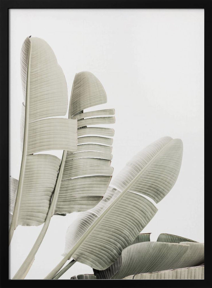 Banana leaf 2 | Poster