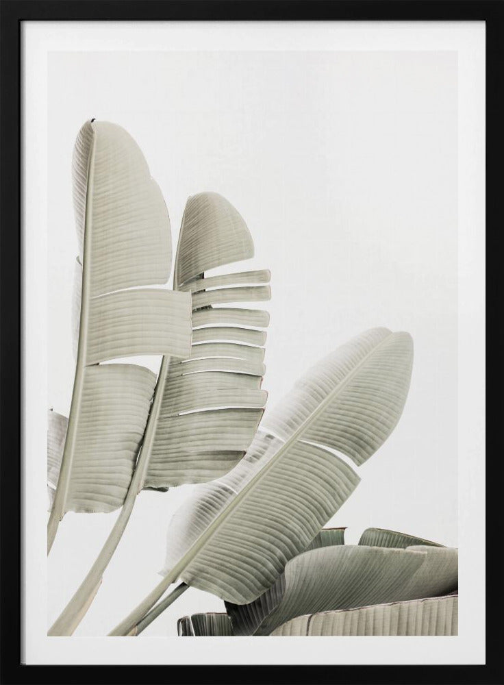 Banana leaf 2 | Poster