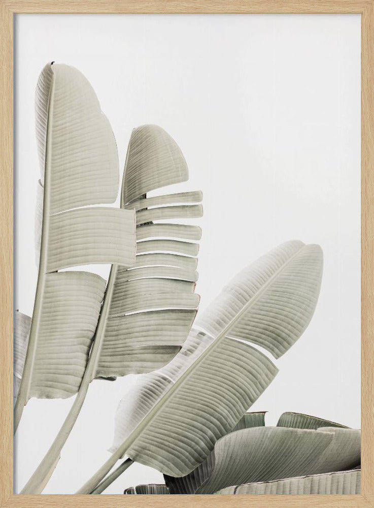 Banana leaf 2 | Poster