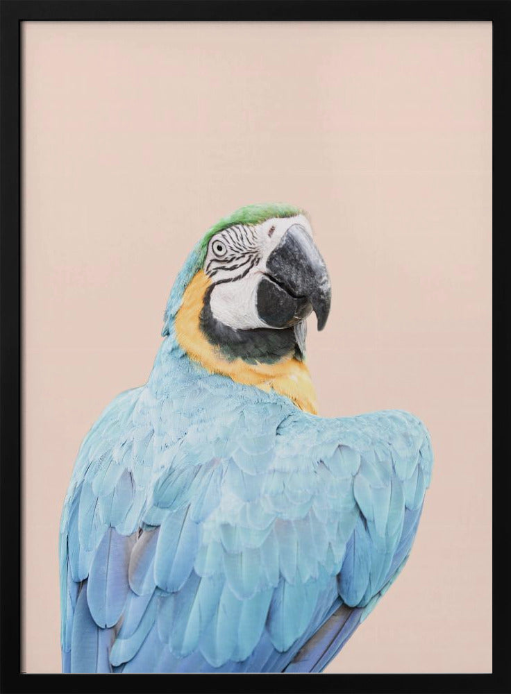 Blue Macaw | Poster