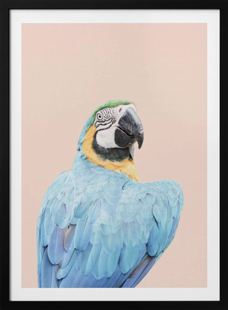Blue Macaw | Poster